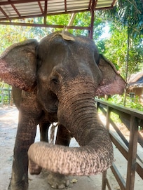 Wendy is a beautiful lady, who greets you each morning in exchange for some food. The village looks after her and she is very well loved.