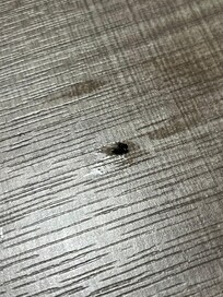 It’s a fly. Not a bed bug