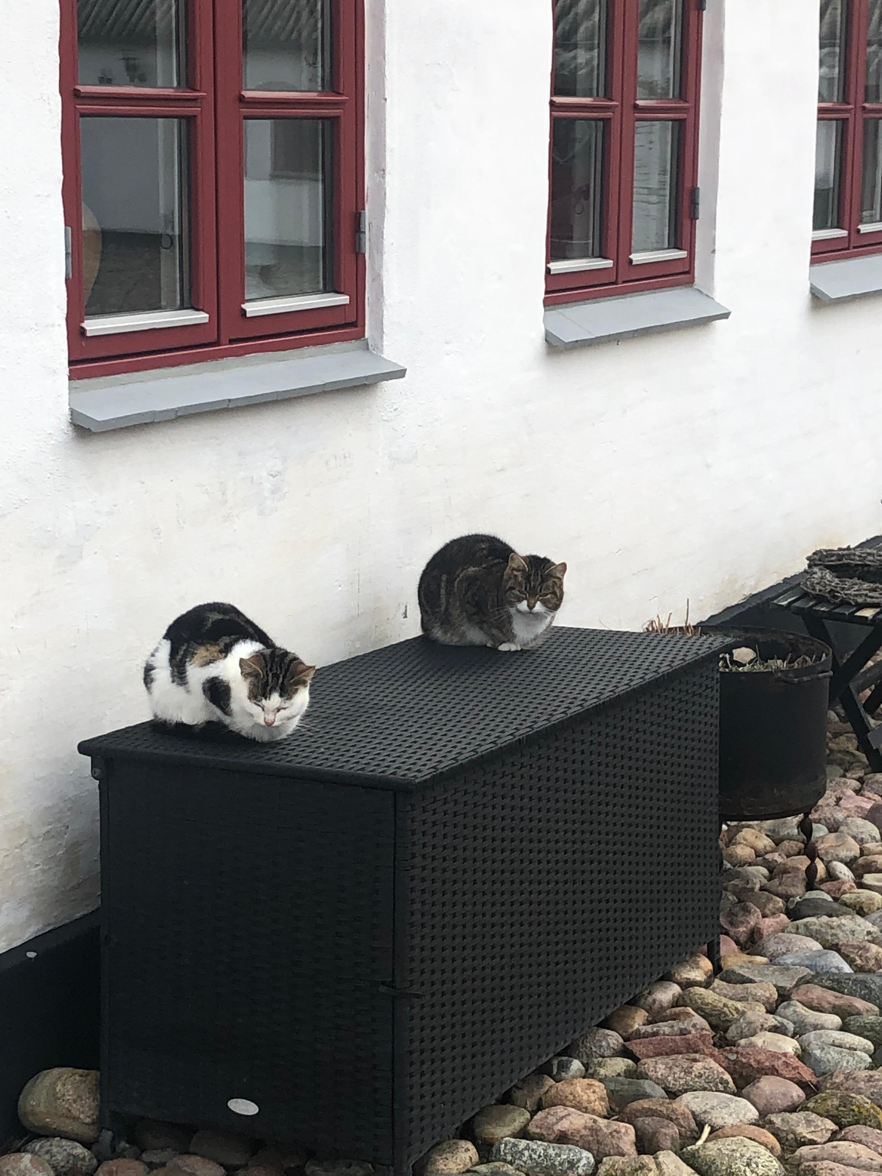 De søde katte