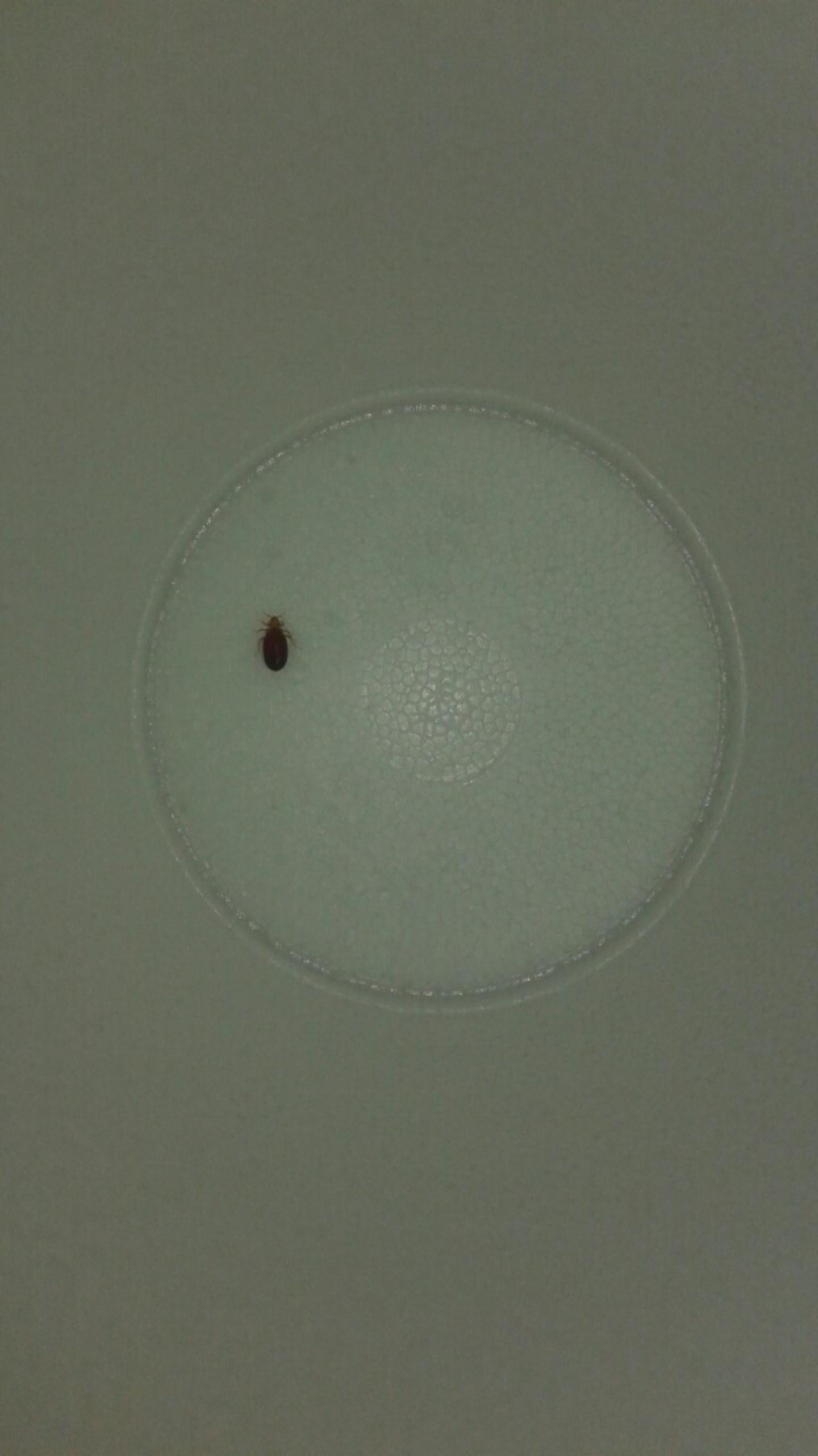 This is the bed bugs