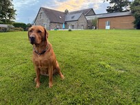 Benny im Garten