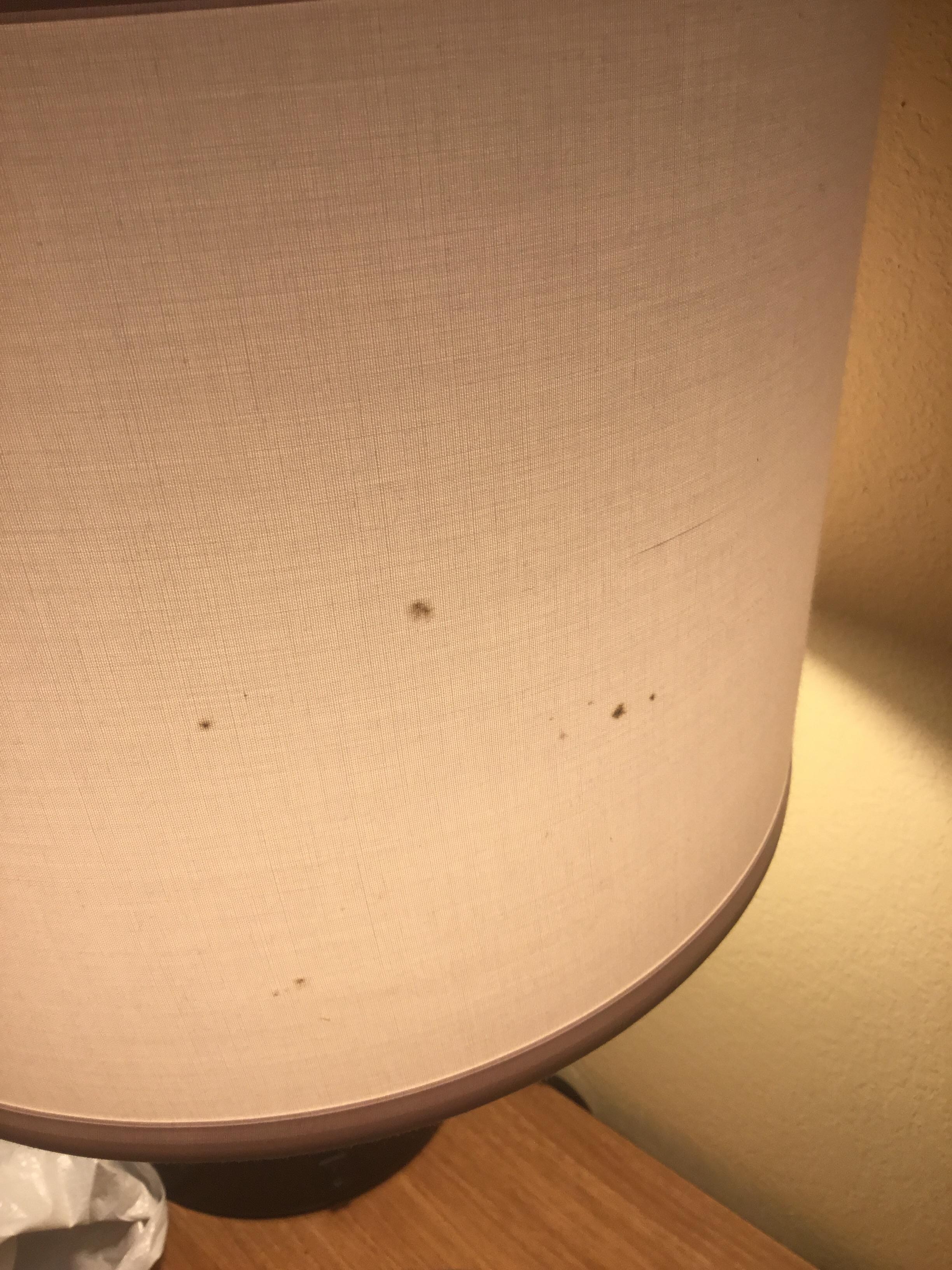 Black mold on lamp cover