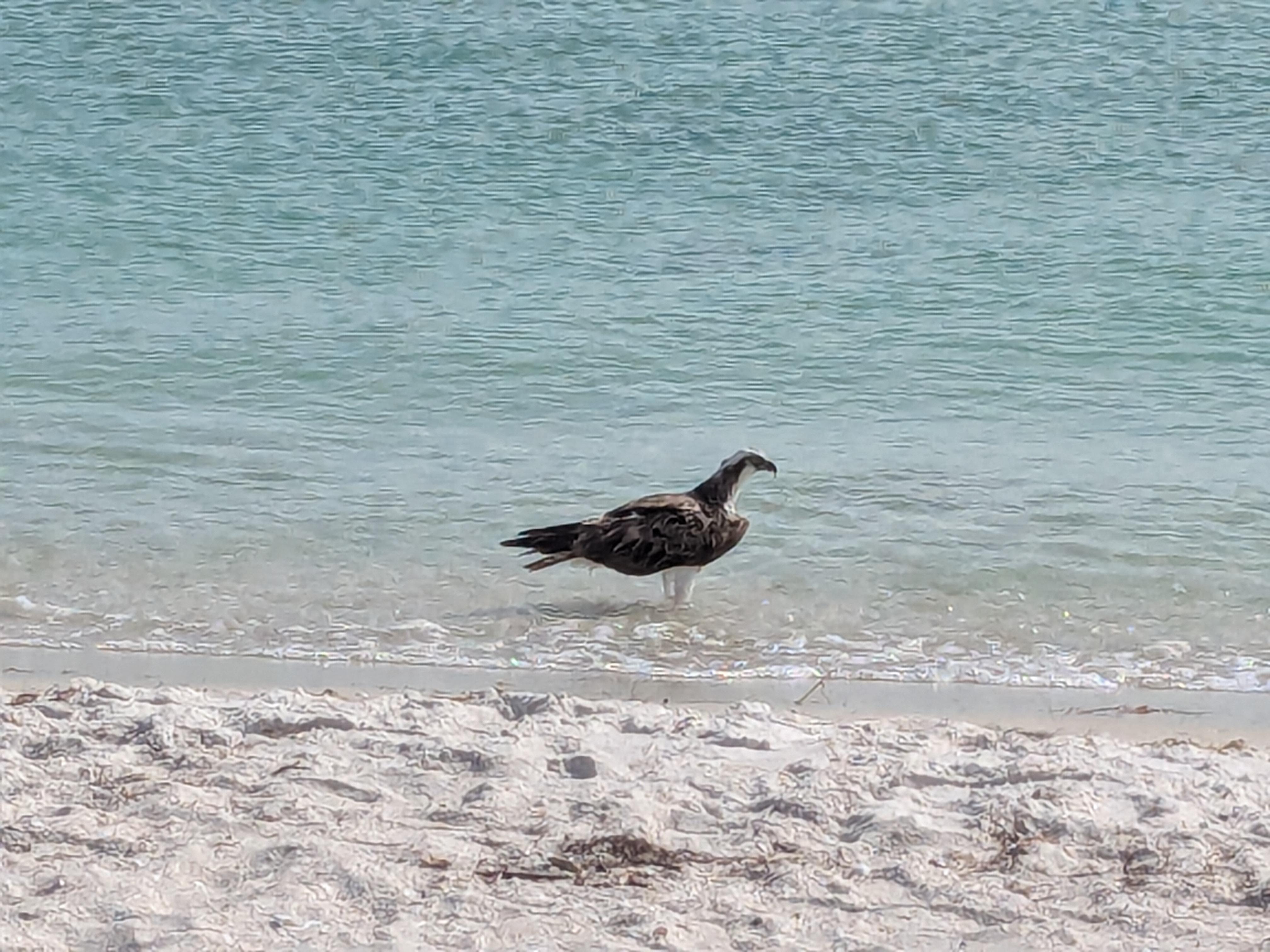 Osprey at Bayside beach