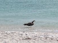 Osprey at Bayside beach