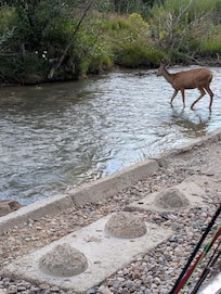 Local deer crossing while we were fishing!