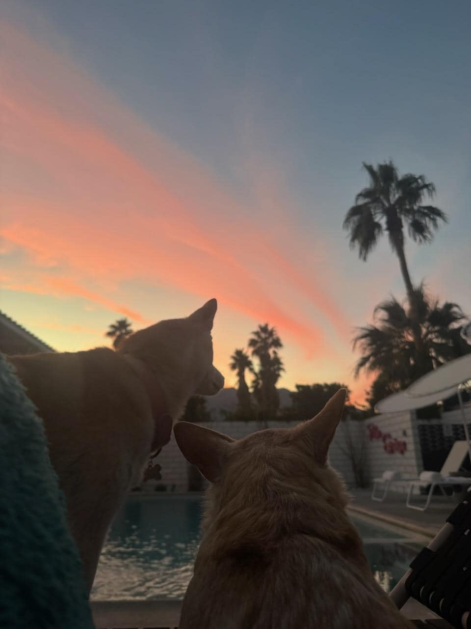 furbabies enjoying night one sunset by the pool.