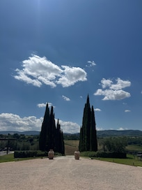 Cypress trees lining the hotel property.