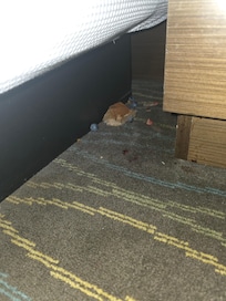 Rotten blueberries and strawberries on side of bed