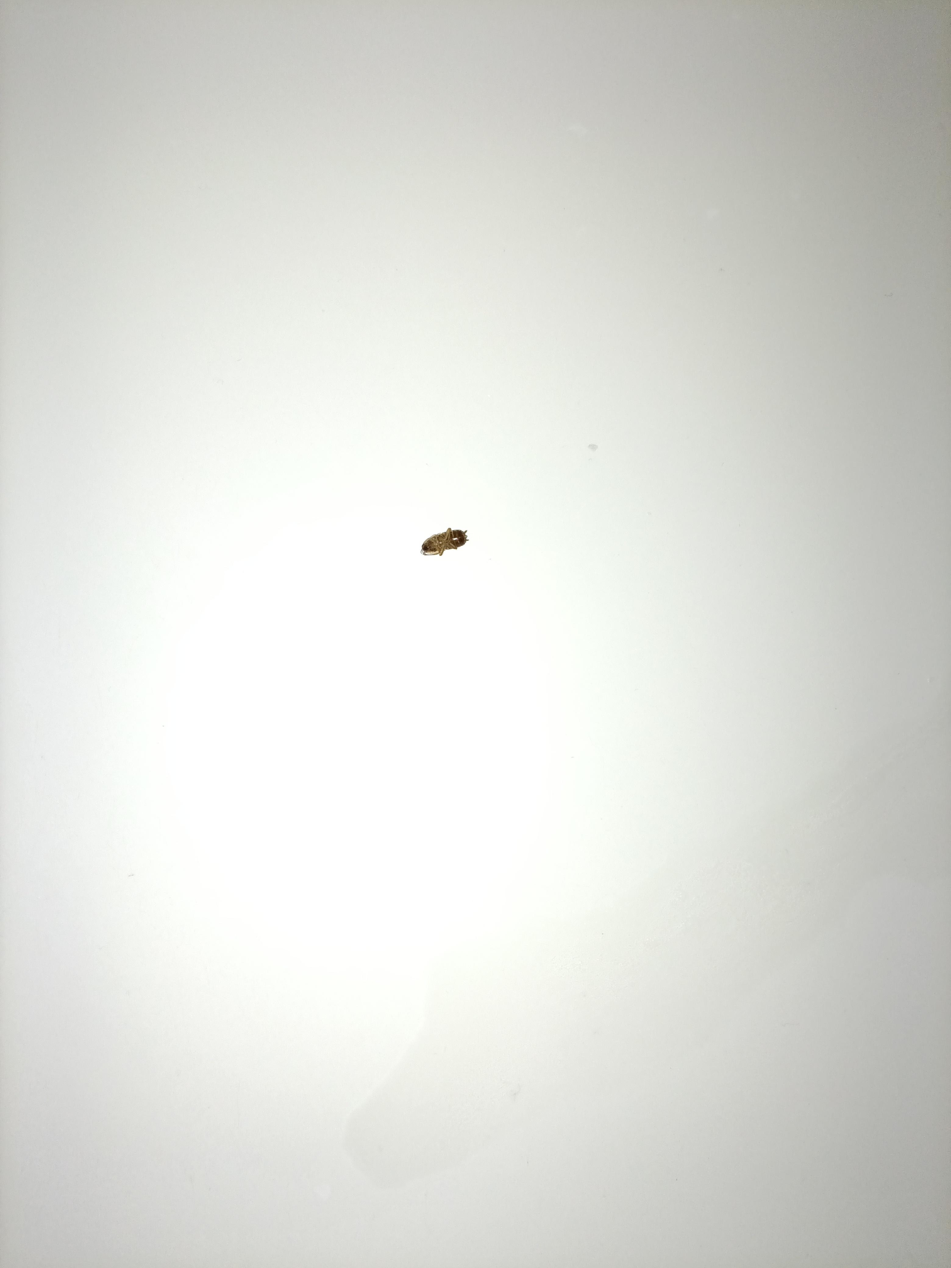 Had roaches BAD had to spray room or get a refund that would take too long to get back 