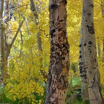 Fall foliage at Convict Lake