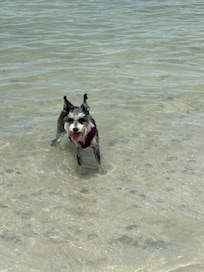 Dog Beach is off leash