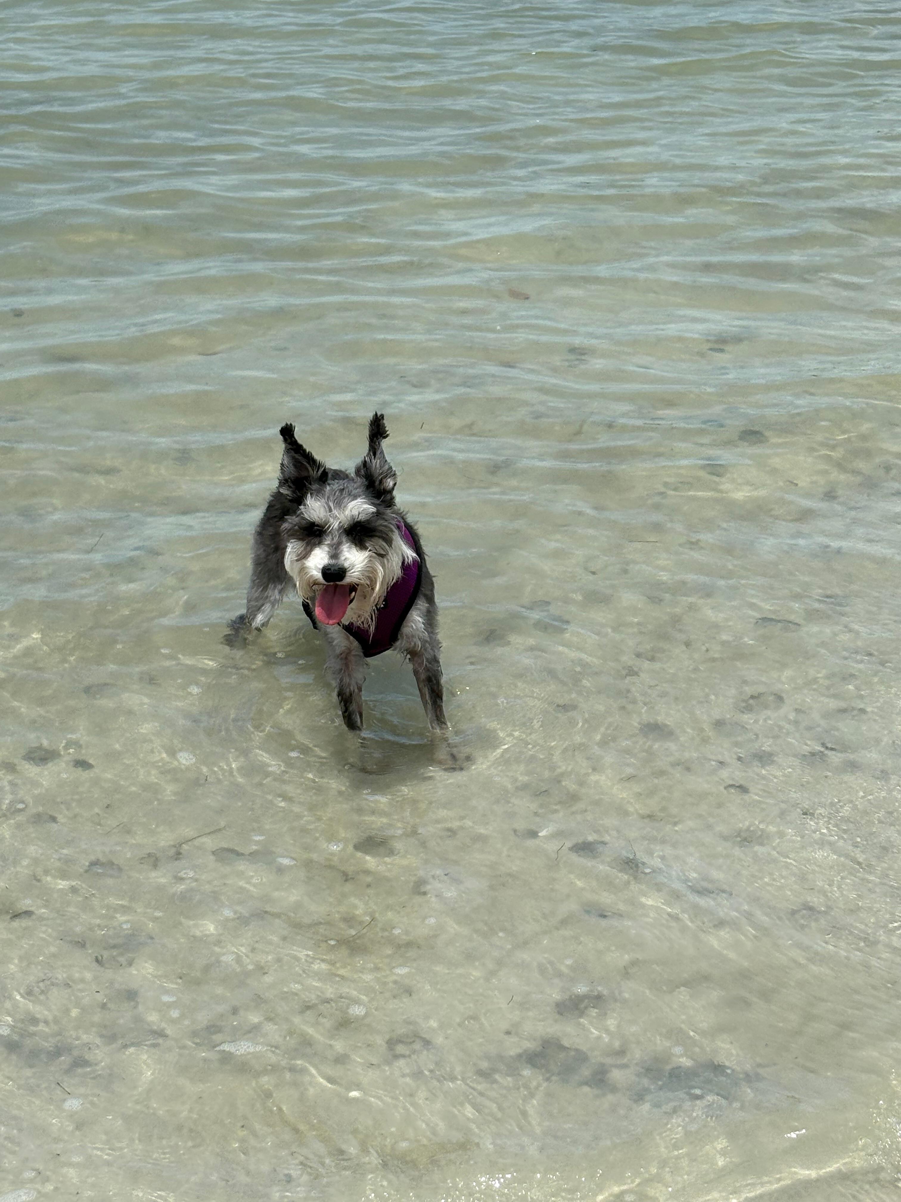 Dog Beach is off leash