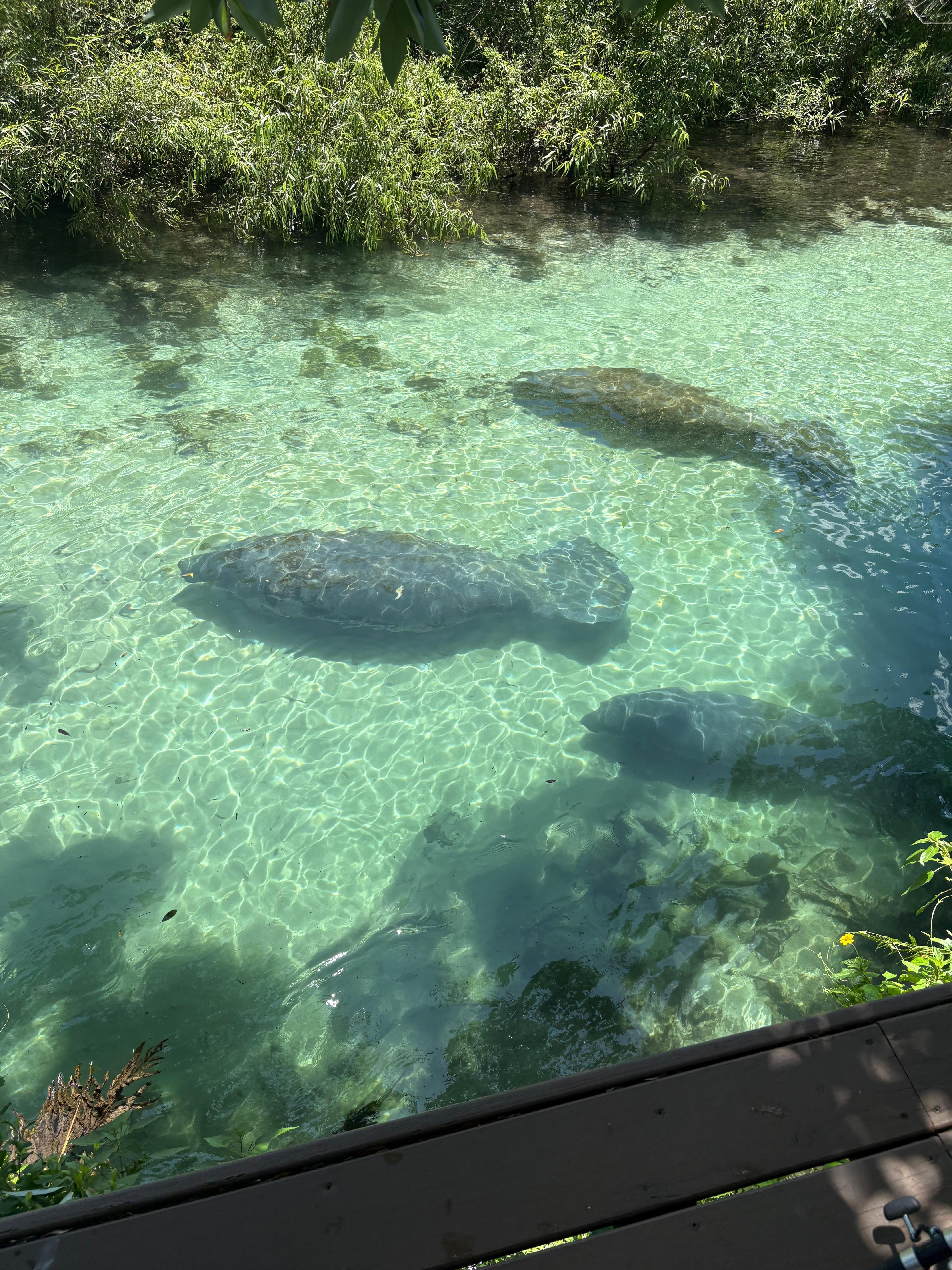 Manatee visitors