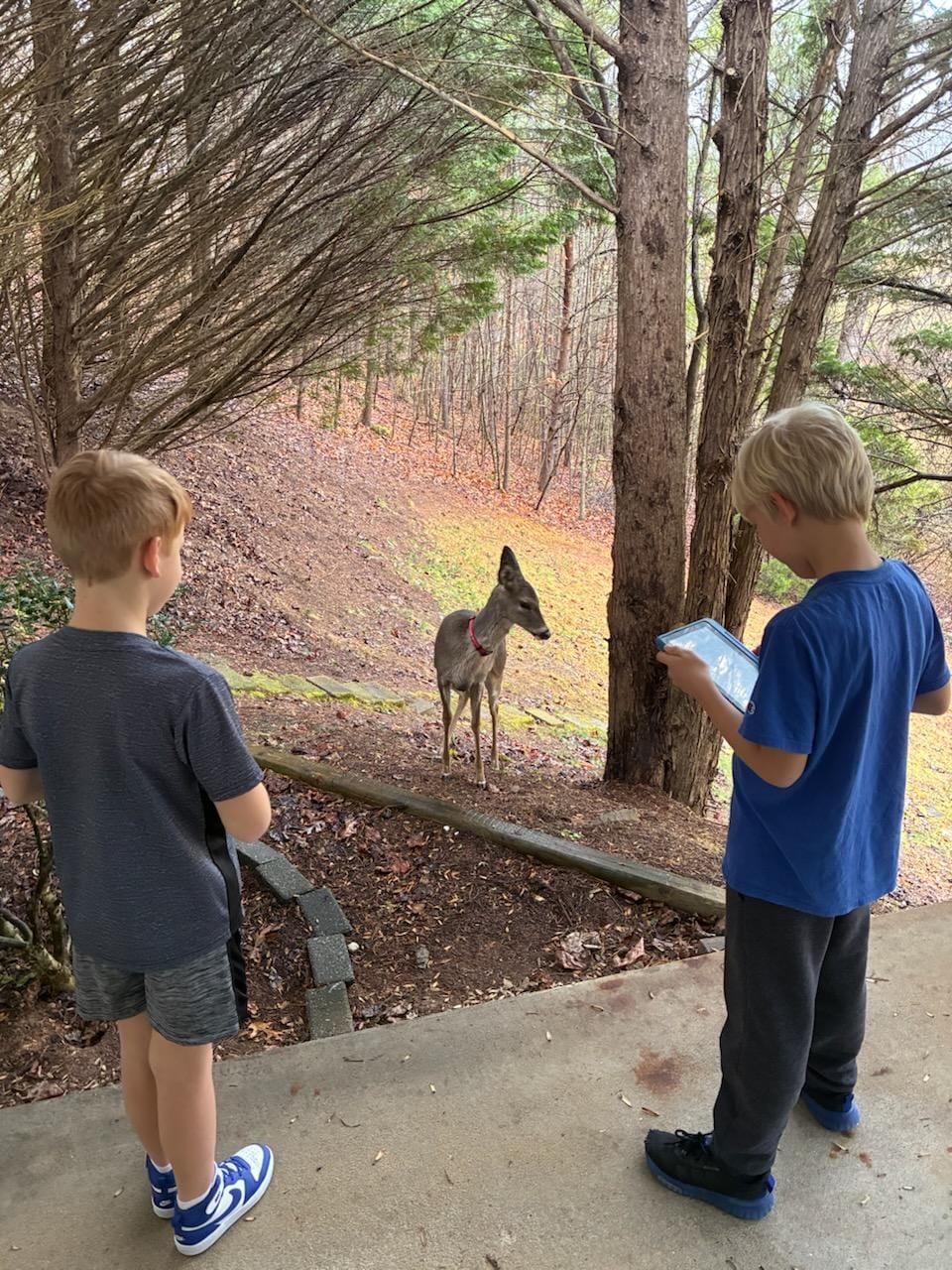 Early morning visitor