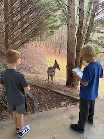 Early morning visitor