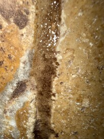 Black mold