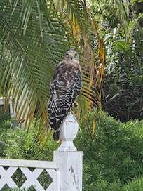 Neighborhood is full of wildlife!