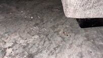 Under the couch