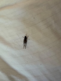 Cricket on husbands pillow.