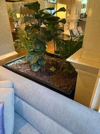 Dirt bed in lobby
