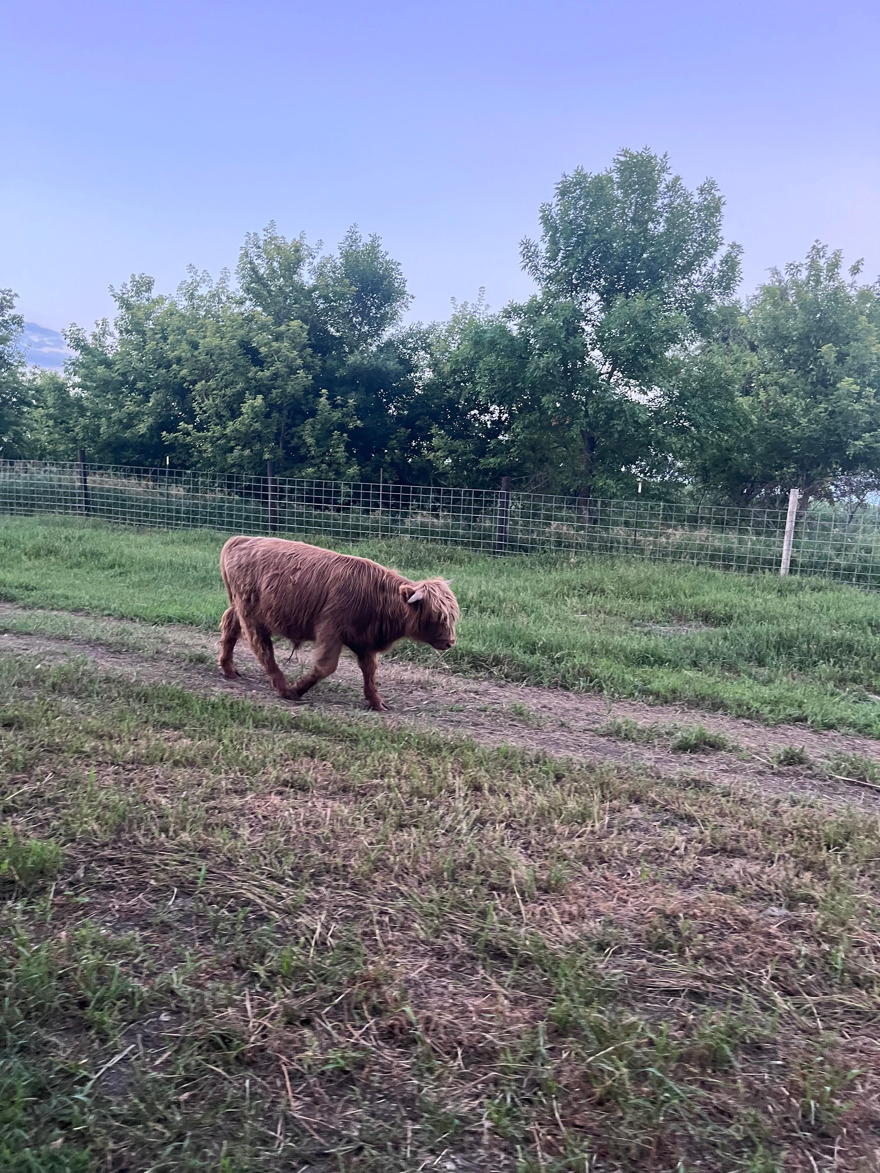 Cute little farm.  My daughter loved it.  