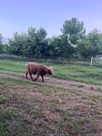 Cute little farm. My daughter loved it.