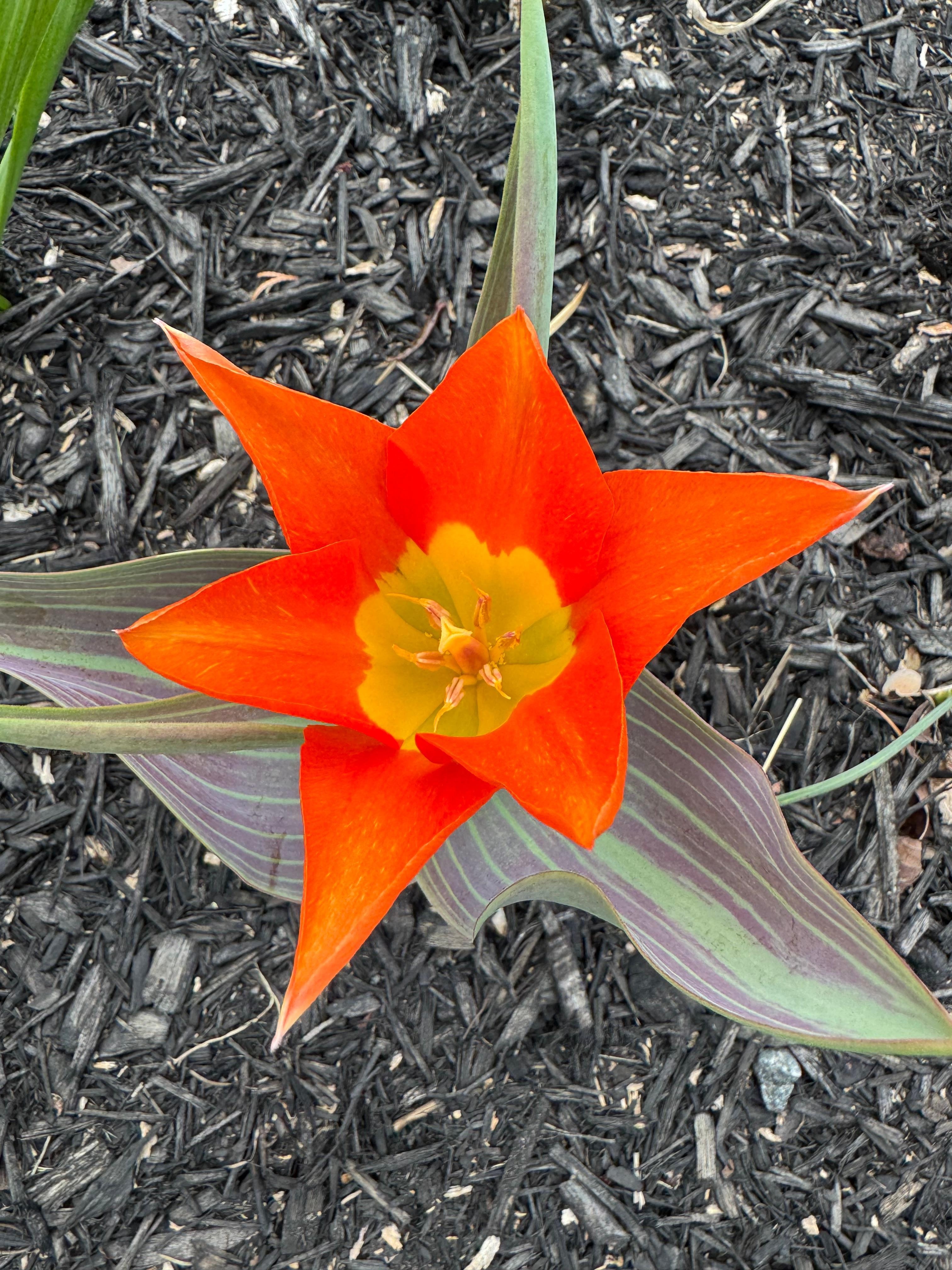 One of the many flowers in the front garden. 
