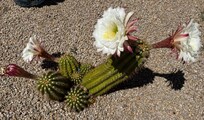 Beautiful cactus blooms