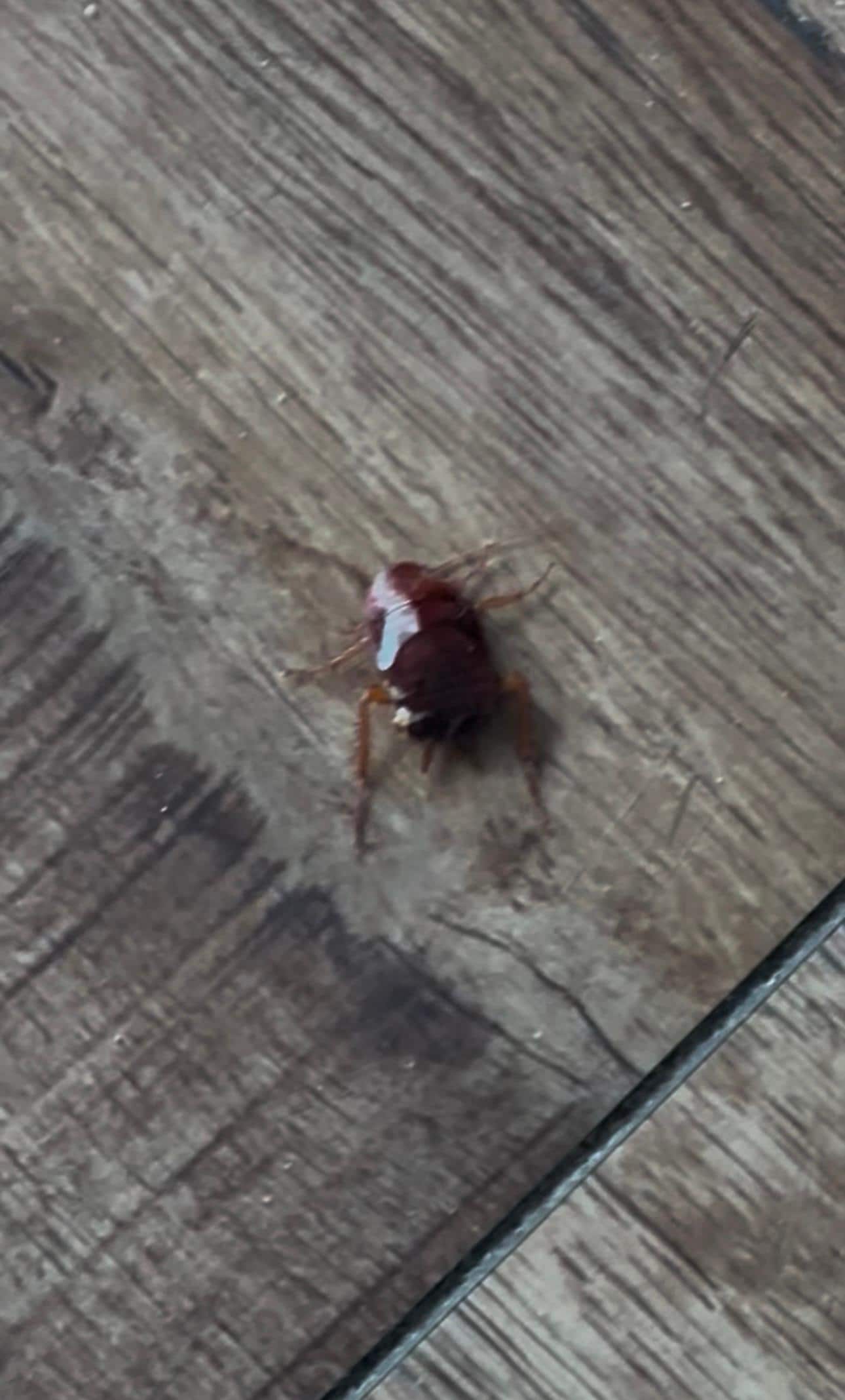 2nd roach that came out 