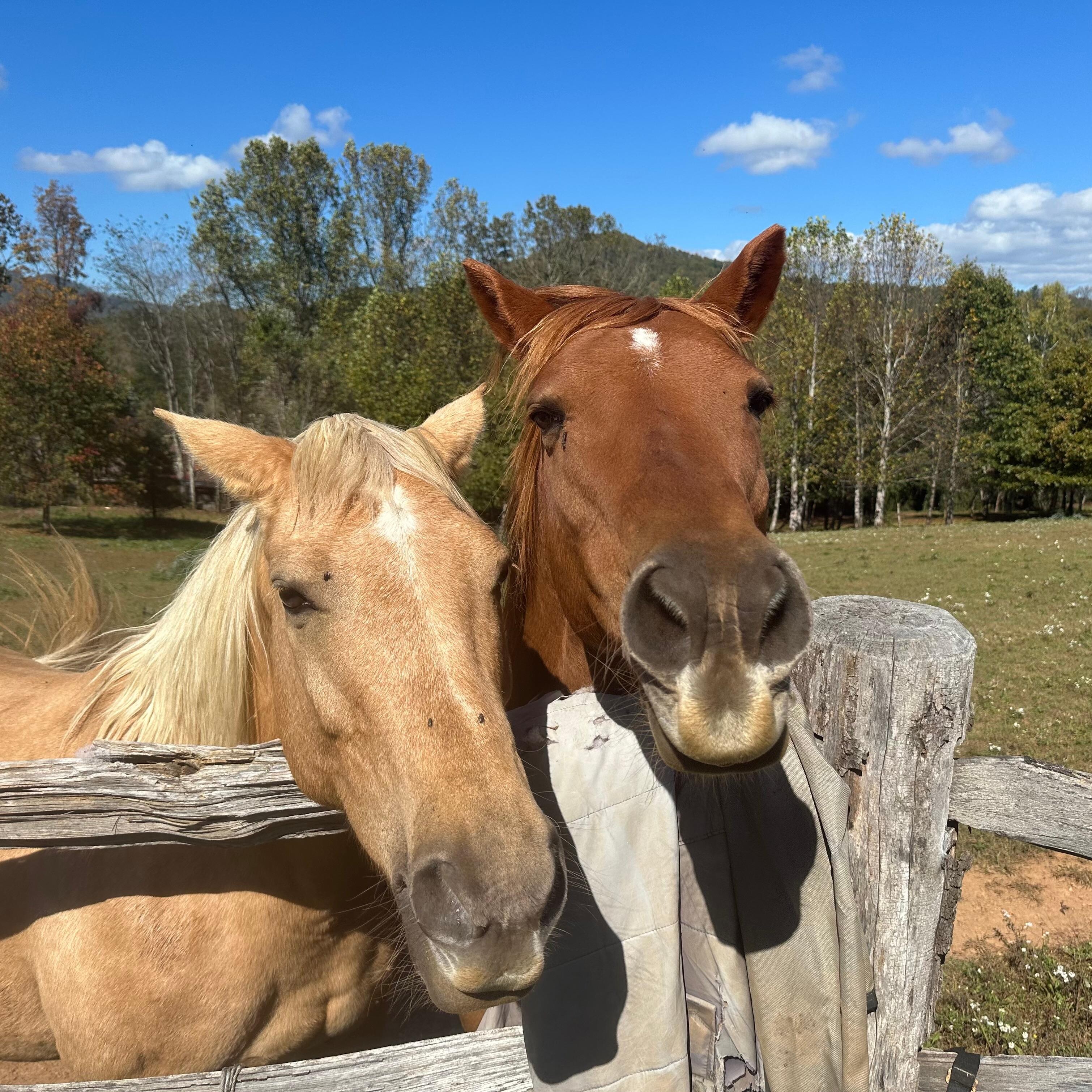Friendly neighbor horses