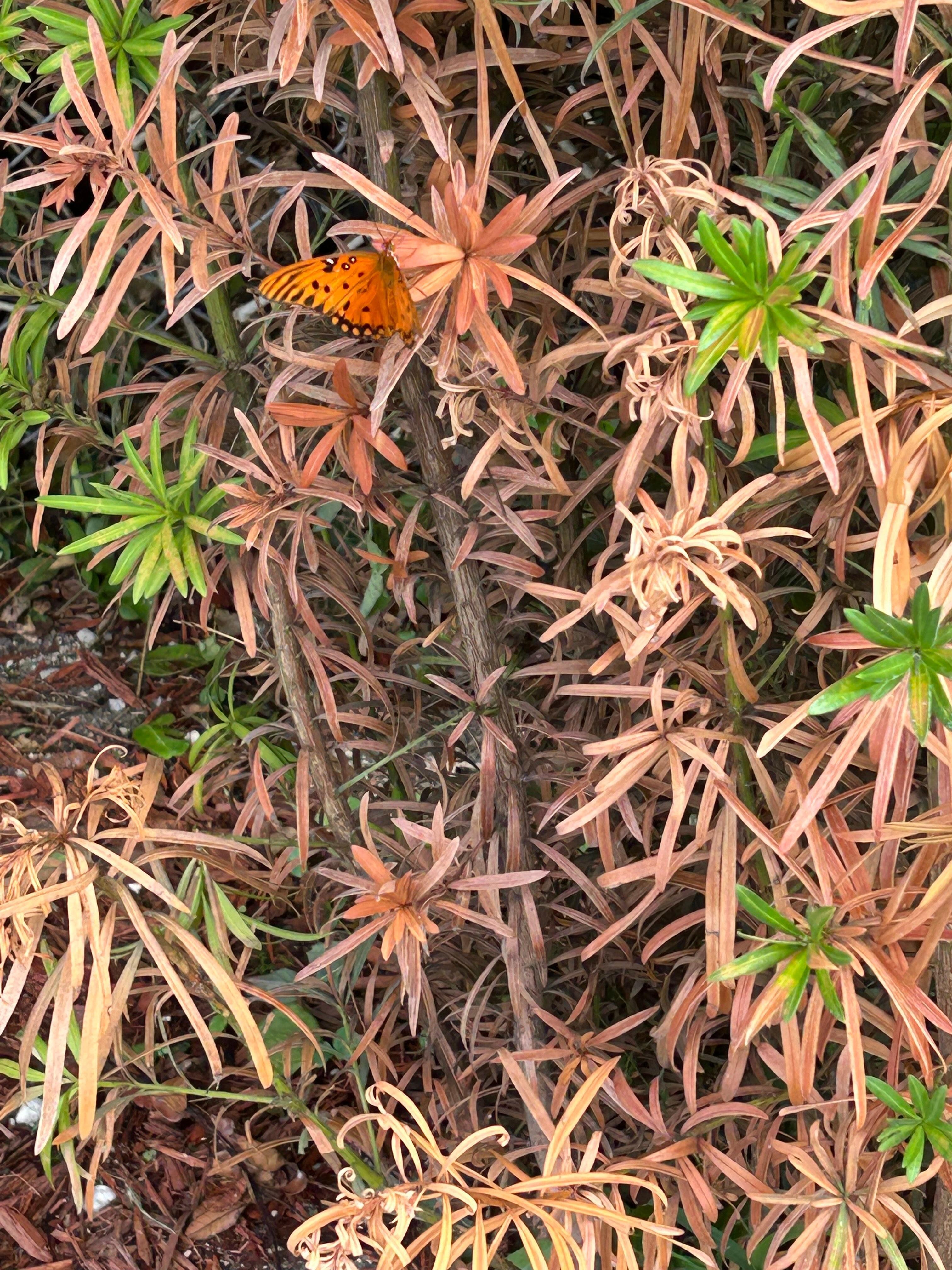 Butterfly garden!!
