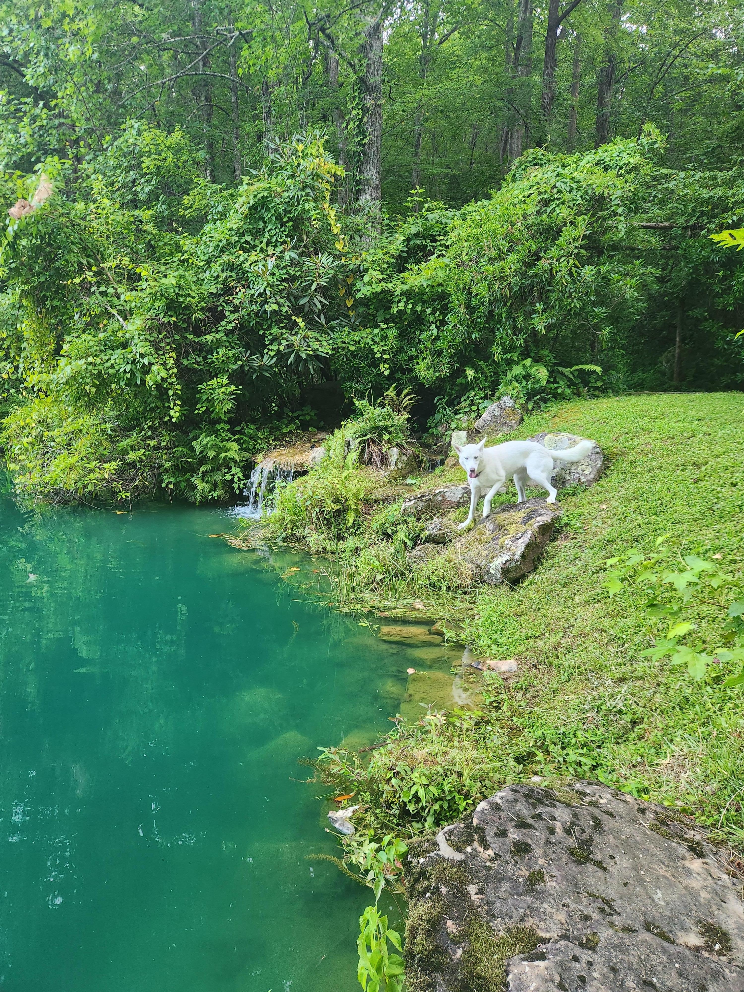 A dog-friendly property was such a blessing!