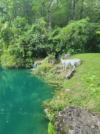 A dog-friendly property was such a blessing!