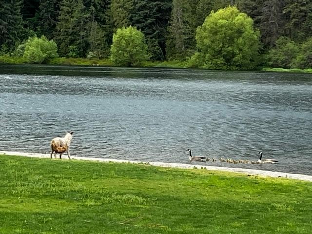 Spirit Lake, with fake foxes we thought were real.  The geese knew better! 
