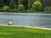 Spirit Lake, with fake foxes we thought were real. The geese knew better!