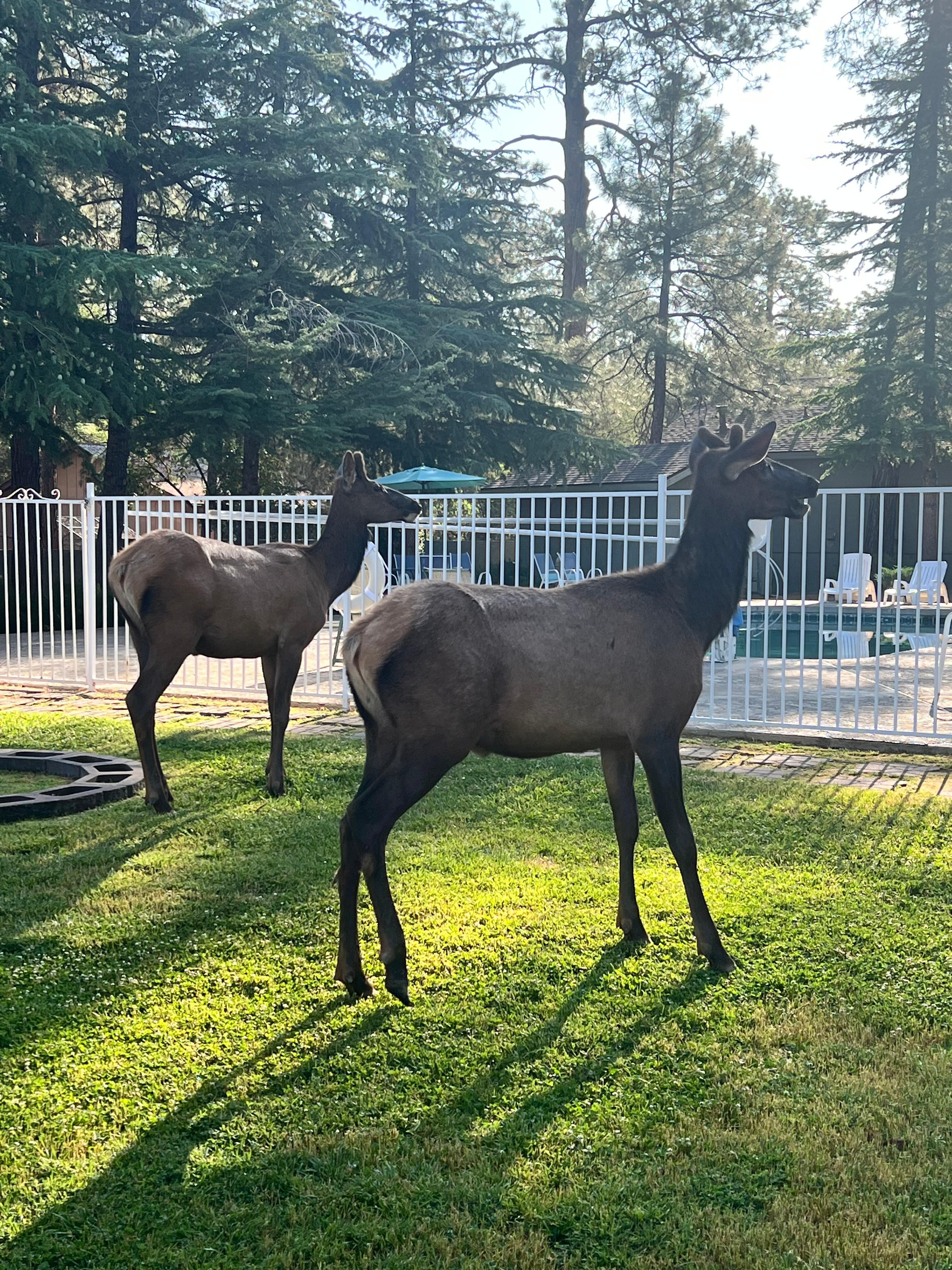 They loved the grass and bushes. 