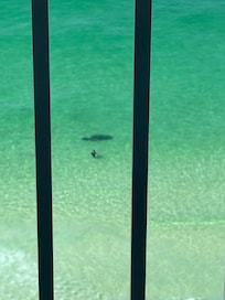 We saw a pretty cool sea creature. Couldn’t tell what it was.