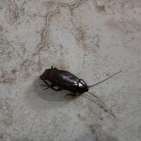 Roach