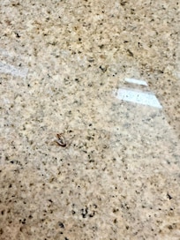 The roach that was found in the bathroom sink in the new room we were transferred