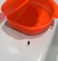 Cockroaches crawling on my Invisalign tray in the bathroom