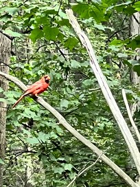 Cardinals