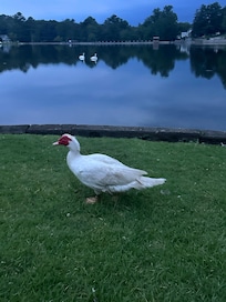 One of many geese on the property
