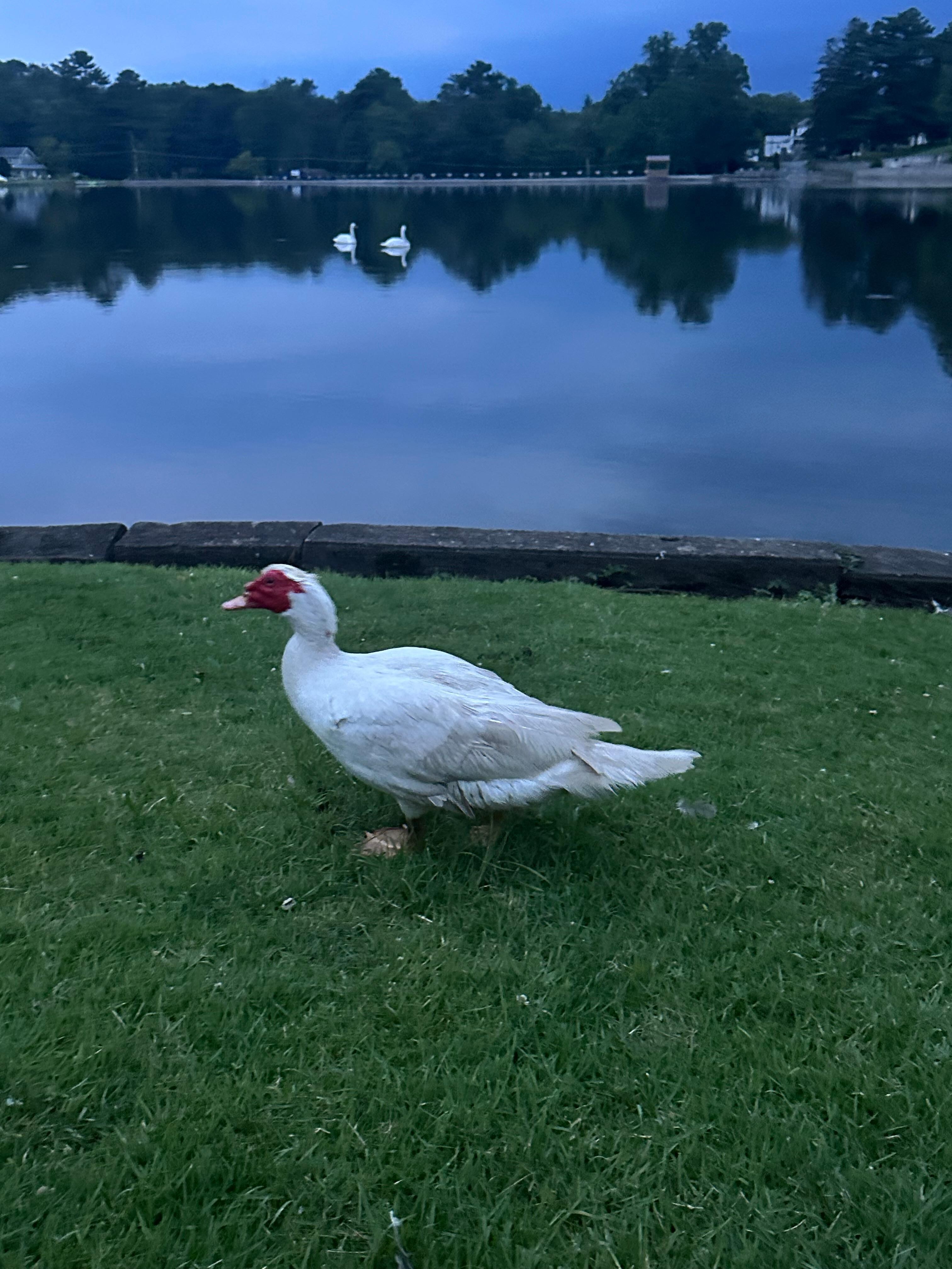 One of many geese on the property