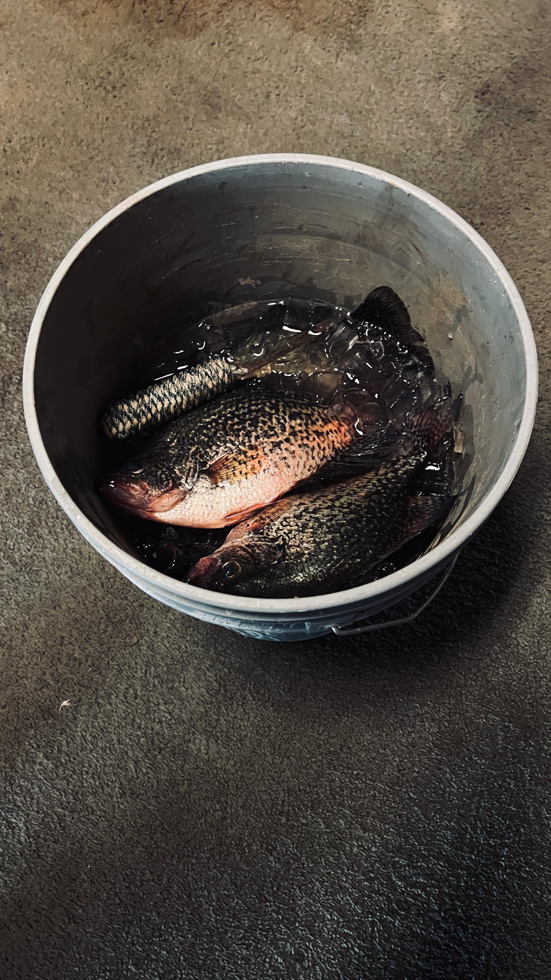 Owner caught these beauties!! 