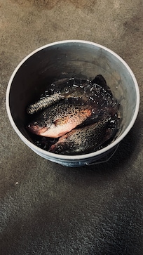 Owner caught these beauties!!