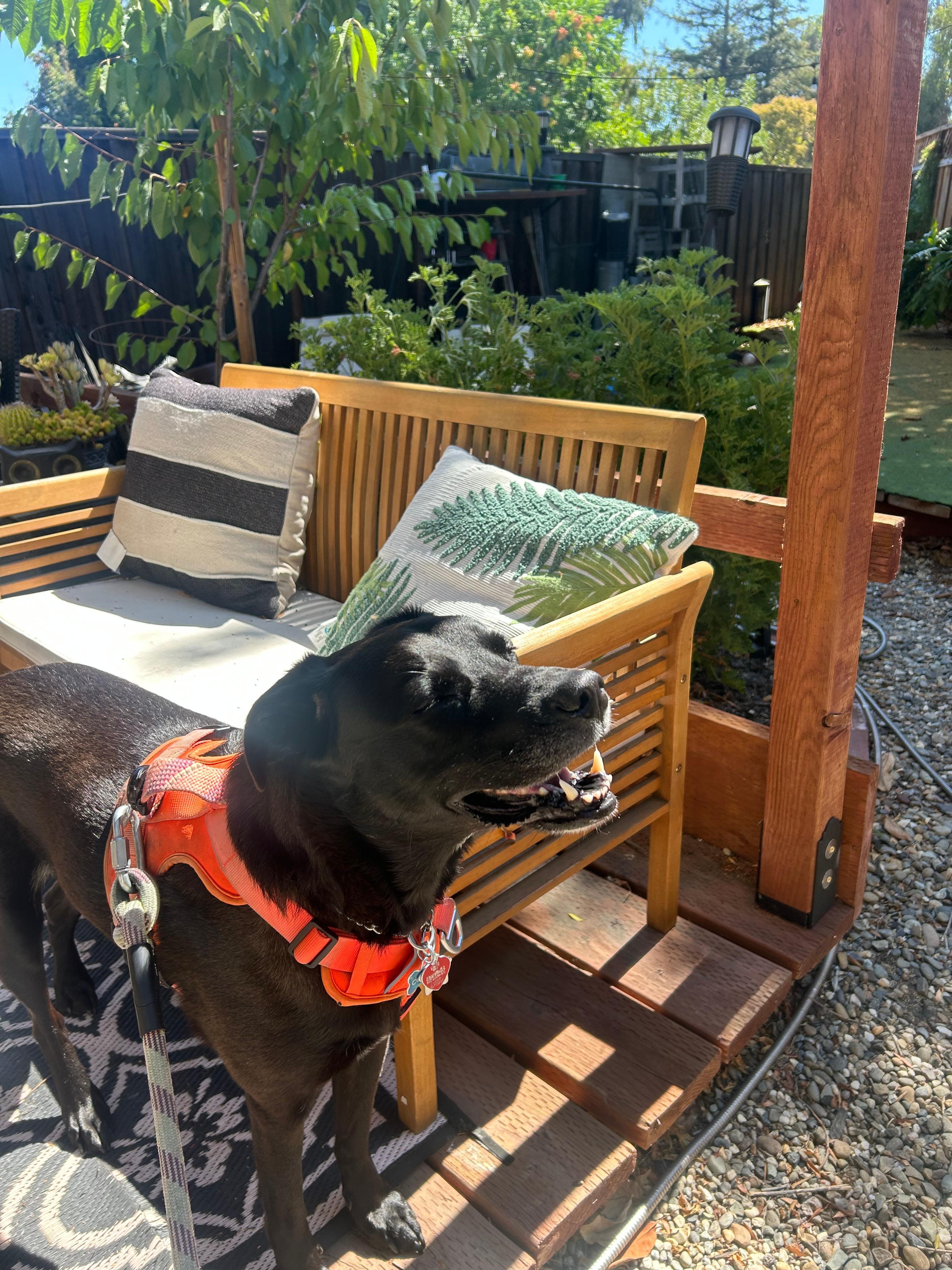 Great property for traveling with your dog!