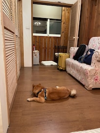 寵物需費用300/晚