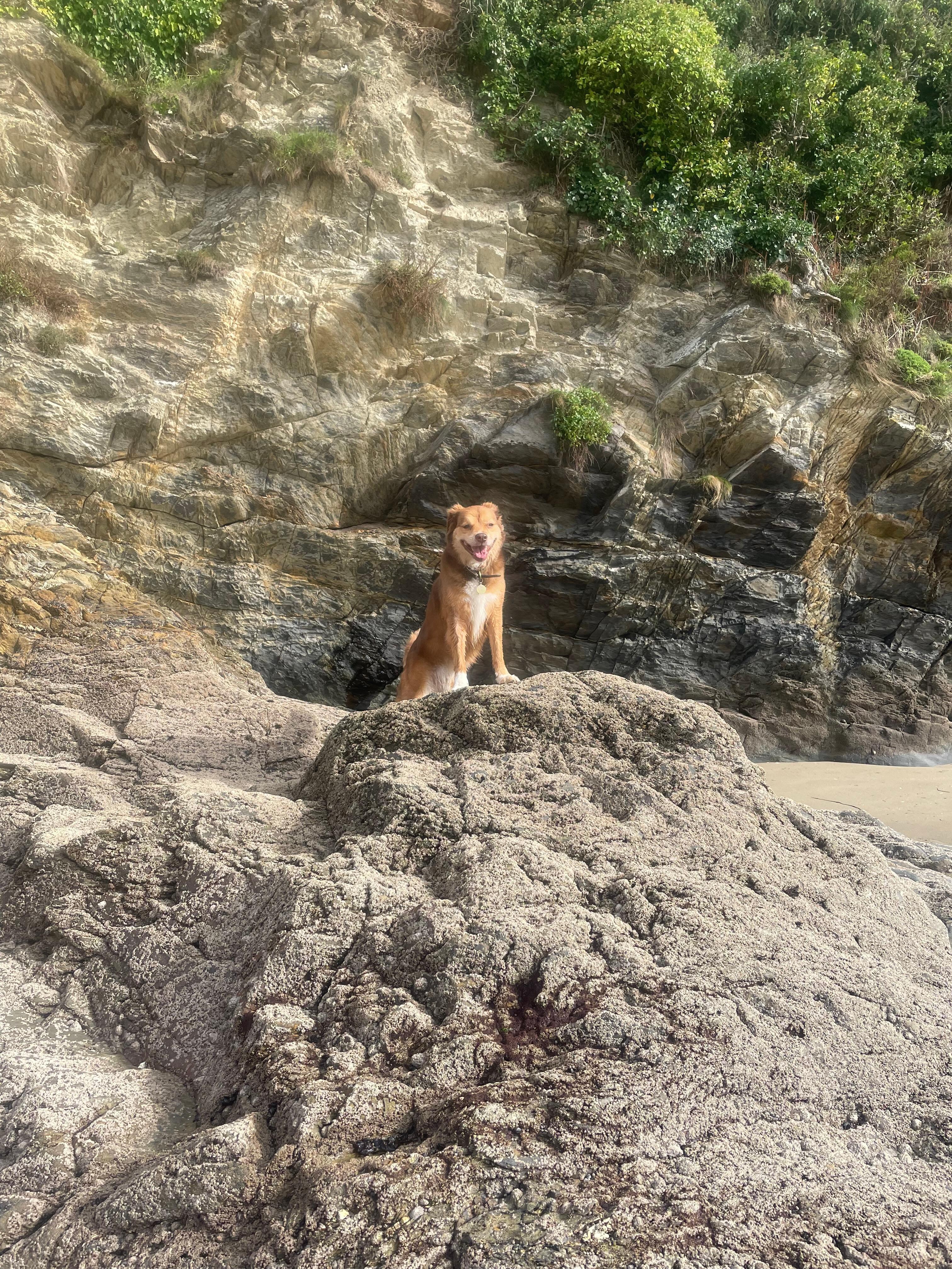 Dog friendly beaches