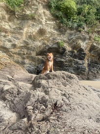 Dog friendly beaches