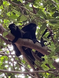 Right outside our window!